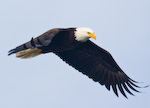 Bald Eagle In Flight